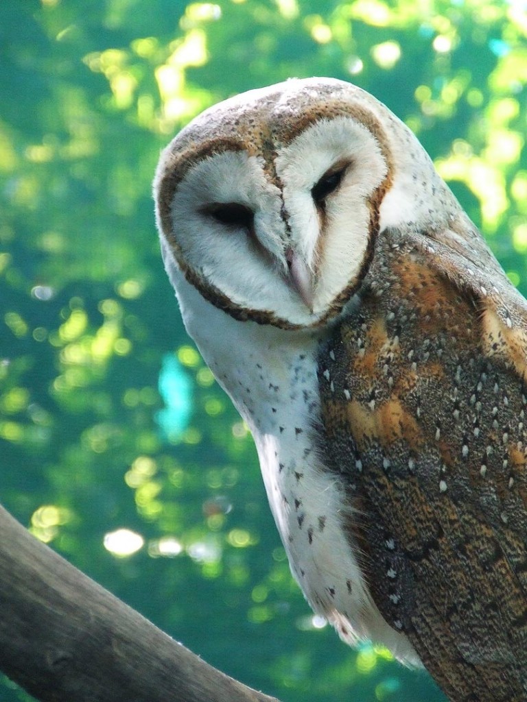 Young Adult Barn Owl